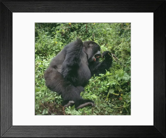 Framed Print : Ape: Mountain Gorilla (Gorilla g. beringei) - female yawning, Virunga Volcanoes, Rwanda, Africa