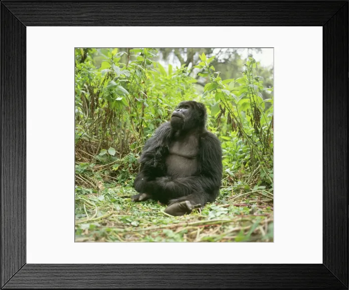 Framed Print : Ape: Mountain Gorilla - Blackback male, Virunga Volcanoes, Rwanda, Africa Framed Print : Ape: Mountain Gorilla - Blackback male, Virunga Volcanoes, Rwanda, Africa