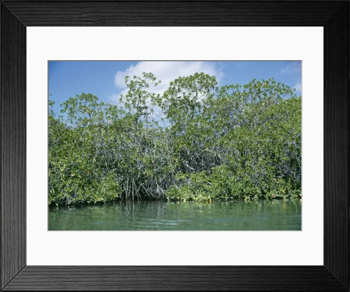Framed Print : Mangroves AW 650 Turtle Cove Santa Cruz, Galapagos Island. © Adrian Warren / ARDEA LONDON Framed Print : Mangroves AW 650 Turtle Cove Santa Cruz, Galapagos Island. © Adrian Warren / ARDEA LONDON