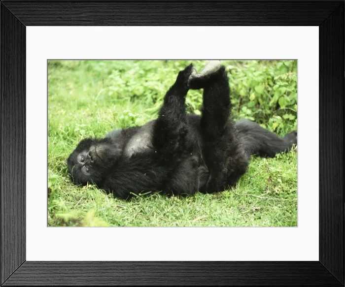 Framed Print : Ape: Mountain Gorilla - juvenile playing, Virunga Volcanoes, Rwanda, Africa Framed Print : Ape: Mountain Gorilla - juvenile playing, Virunga Volcanoes, Rwanda, Africa