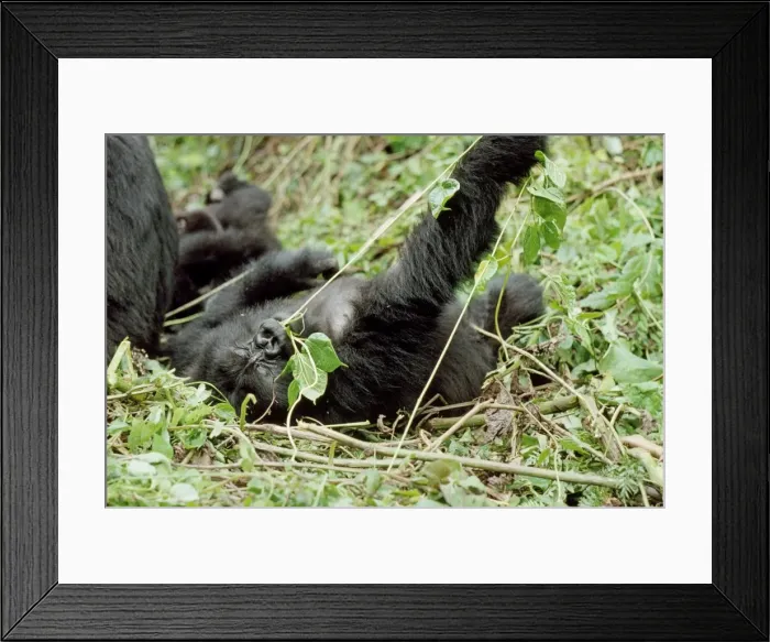 Framed Print : Ape: Mountain Gorilla - juvenile playing, Virunga Volcanoes, Rwanda, Africa Framed Print : Ape: Mountain Gorilla - juvenile playing, Virunga Volcanoes, Rwanda, Africa