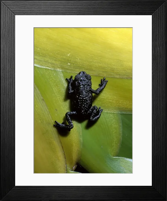 Framed Print : Black Frog - Roraima Summit, Venezuela, South America