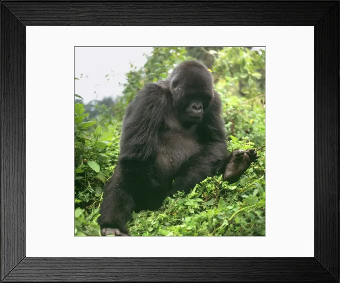 Framed Print : Ape: Mountain Gorilla - young male, Virunga Volcanoes, Rwanda, Africa