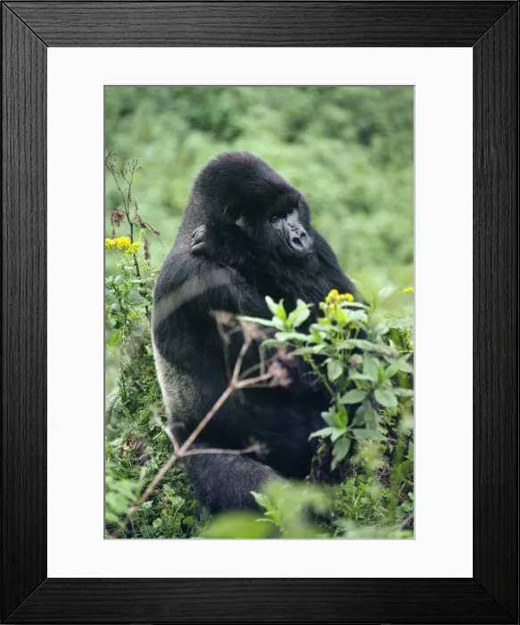 Framed Print : Ape: Mountain Gorilla - Silverback male, Virunga Volcanoes, Rwanda, Africa Framed Print : Ape: Mountain Gorilla - Silverback male, Virunga Volcanoes, Rwanda, Africa