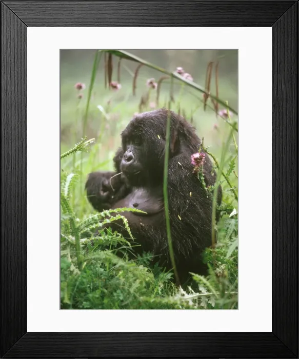 Framed Print : Ape: Mountain Gorilla - young femal feeding on thistle, Virunga Volcanoes, Rwanda, Africa Framed Print : Ape: Mountain Gorilla - young femal feeding on thistle, Virunga Volcanoes, Rwanda, Africa