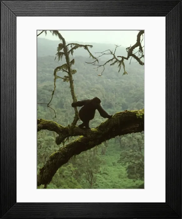 Framed Print : Ape: Mountain Gorilla - juvenile on tree, Virunga Volcanoes, Rwanda, Africa