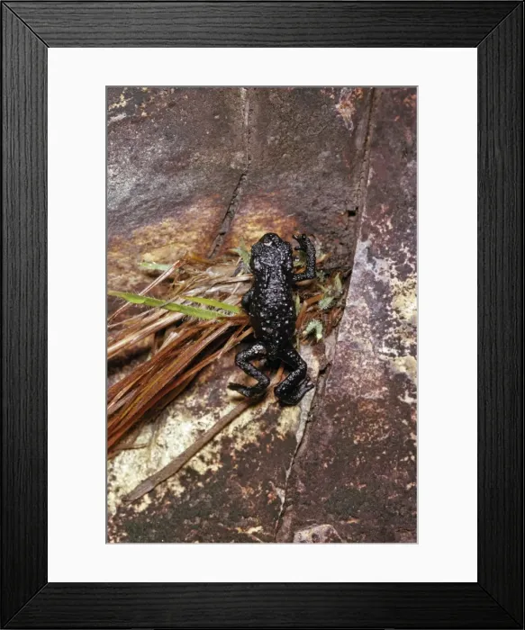 Framed Print : Black Frog (Oreophrynella quelchii), Roraima Summit, Venezuela, South America Framed Print : Black Frog (Oreophrynella quelchii), Roraima Summit, Venezuela, South America