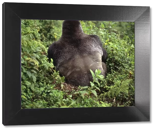 Ape: Mountain Gorilla - back of Silverback male, Virunga Volcanoes, Rwanda, Africa