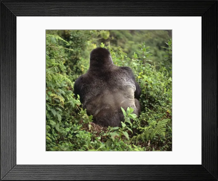 Framed Print : Ape: Mountain Gorilla - back of Silverback male, Virunga Volcanoes, Rwanda, Africa Framed Print : Ape: Mountain Gorilla - back of Silverback male, Virunga Volcanoes, Rwanda, Africa