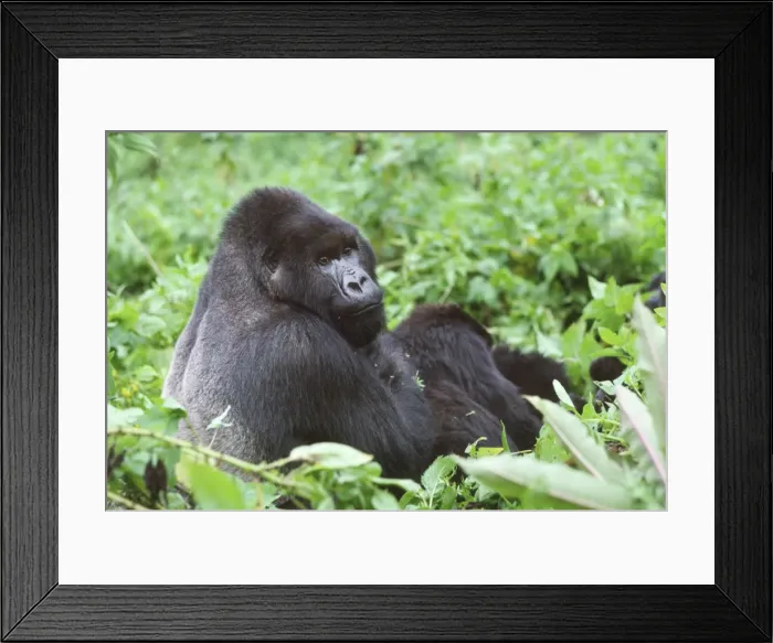 Framed Print : Ape: Mountain Gorilla - Silverback male, Virunga Volcanoes, Rwanda, Africa Framed Print : Ape: Mountain Gorilla - Silverback male, Virunga Volcanoes, Rwanda, Africa