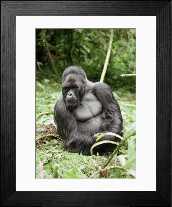 Framed Print : Ape: Mountain Gorilla - Silverback male, Virunga Volcanoes, Rwanda, Africa Framed Print : Ape: Mountain Gorilla - Silverback male, Virunga Volcanoes, Rwanda, Africa