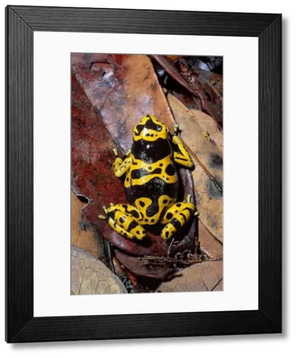 Framed Print : Dendrobatid Poison dart Frog (Dendrobates leucomelas), Venezuela, South America Framed Print : Dendrobatid Poison dart Frog (Dendrobates leucomelas), Venezuela, South America