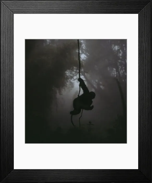 Framed Print : Ape: Mountain Gorilla - juvenile on vine, Virunga Volcanoes, Rwanda, Africa Framed Print : Ape: Mountain Gorilla - juvenile on vine, Virunga Volcanoes, Rwanda, Africa