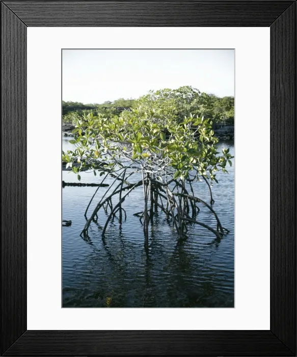 Framed Print : Mangrove Stand AW 652 In water P. Espinosa Fernandina, Galagagos © Adrian Warren / ARDEA LONDON Framed Print : Mangrove Stand AW 652 In water P. Espinosa Fernandina, Galagagos © Adrian Warren / ARDEA LONDON
