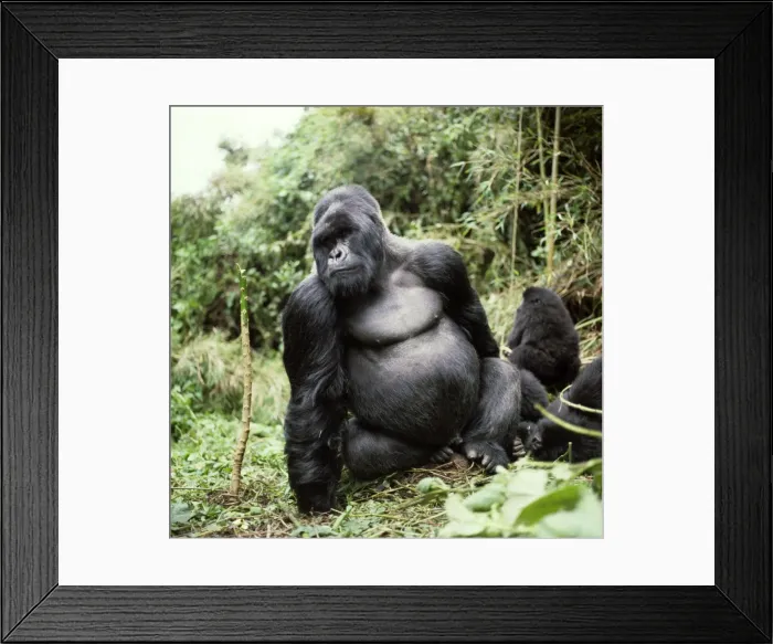 Framed Print : Ape: Mountain Gorilla - Silverback male, Virunga Volcanoes, Rwanda, Africa Framed Print : Ape: Mountain Gorilla - Silverback male, Virunga Volcanoes, Rwanda, Africa