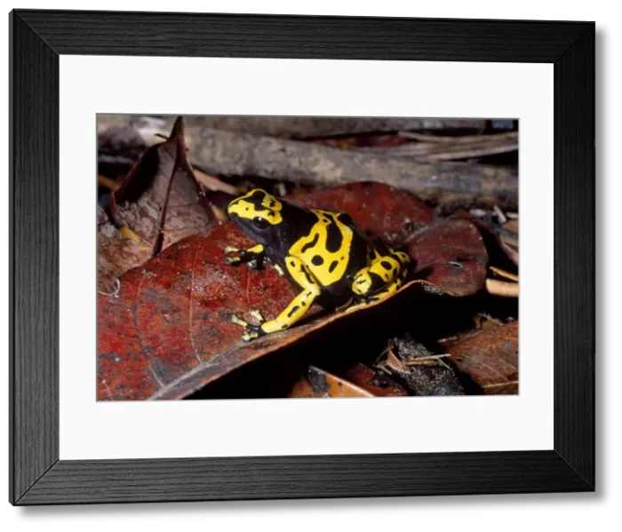 Framed Print : Dendrobatid Poison dart Frog (Dendrobates leucomelas), Venezuela, South America