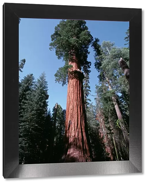 Sequoia AW 4829 - HR National Park California, USA © Adrian Warren ARDEA LONDON