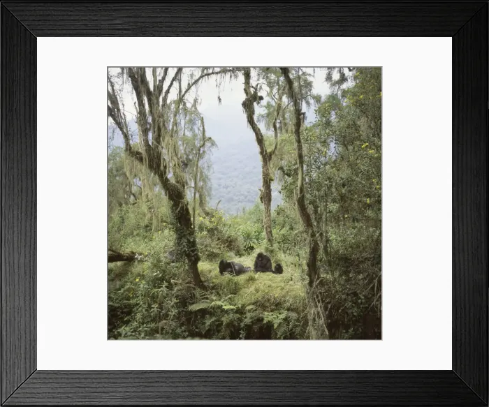 Framed Print : Ape: Mountain Gorillas (Gorilla g. beringei) - Shinda (Silverback male) and family group resting, Virunga Volcanoes, Rwanda, Africa