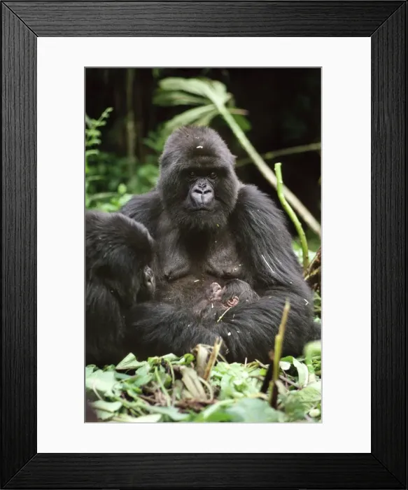Framed Print : Ape: Mountain Gorillas - mother - Amareba with newborn infant - Virunga Volcanoes, Rwanda, Africa