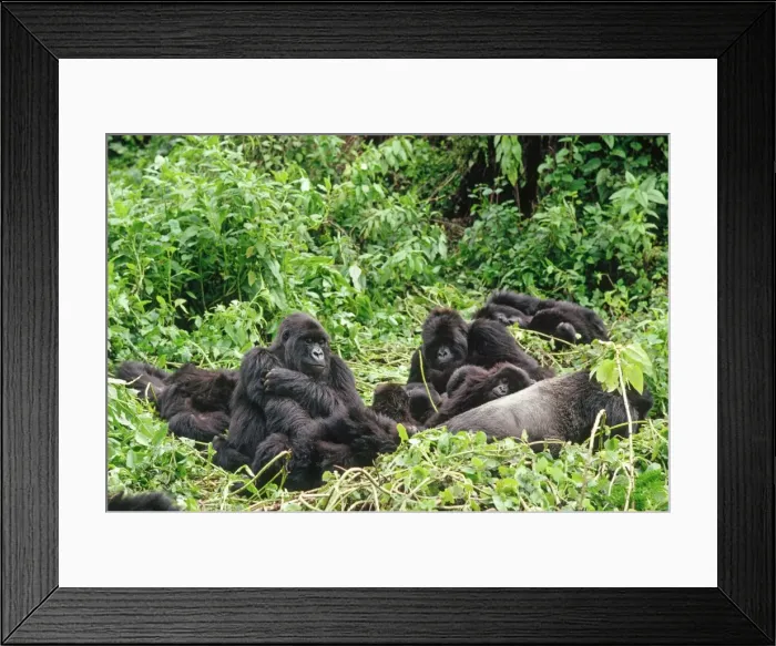 Framed Print : Ape: Mountain Gorillass - Silverback male with group resting, , Virunga Volcanoes, Rwanda, Africa Framed Print : Ape: Mountain Gorillass - Silverback male with group resting, , Virunga Volcanoes, Rwanda, Africa