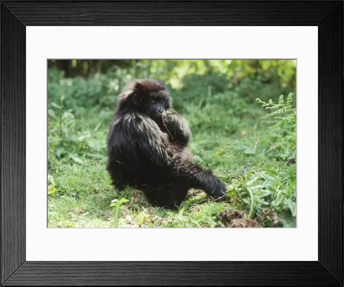 Framed Print : Ape: Mountain Gorilla - juvenile feeding, Virunga Volcanoes, Rwanda, Africa
