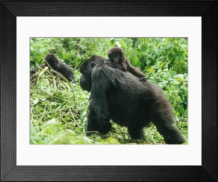Framed Print : Ape: Mountain Gorillas - female with infant on back, Virunga Volcanoes, Rwanda, Africa