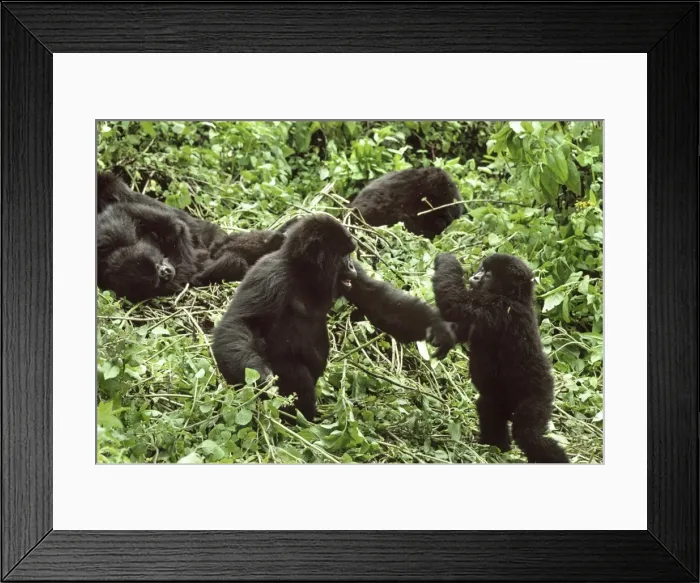 Framed Print : Ape: Mountain Gorillas - juveniles playing, Virunga Volcanoes, Rwanda, Africa Framed Print : Ape: Mountain Gorillas - juveniles playing, Virunga Volcanoes, Rwanda, Africa