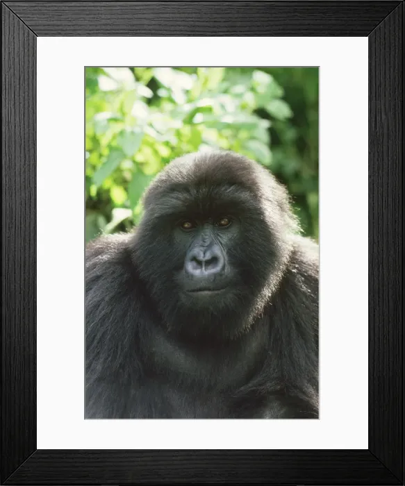 Framed Print : Ape: Mountain Gorilla - Blackback male, Virunga Volcanoes, Rwanda, Africa Framed Print : Ape: Mountain Gorilla - Blackback male, Virunga Volcanoes, Rwanda, Africa