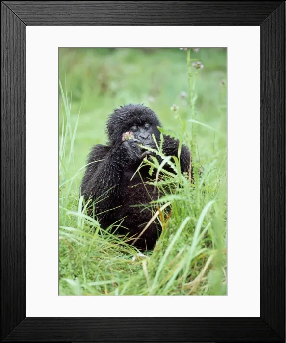 Framed Print : Ape: Mountain Gorilla - young female feeding, Virunga Volcanoes, Rwanda, Africa Framed Print : Ape: Mountain Gorilla - young female feeding, Virunga Volcanoes, Rwanda, Africa