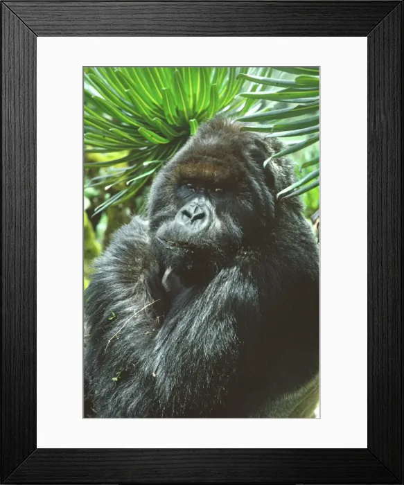 Framed Print : Ape: Mountain Gorilla - Peanuts Silverback male in sub-alpine zone, Virunga Volcanoes, Rwanda, Africa Framed Print : Ape: Mountain Gorilla - Peanuts Silverback male in sub-alpine zone, Virunga Volcanoes, Rwanda, Africa