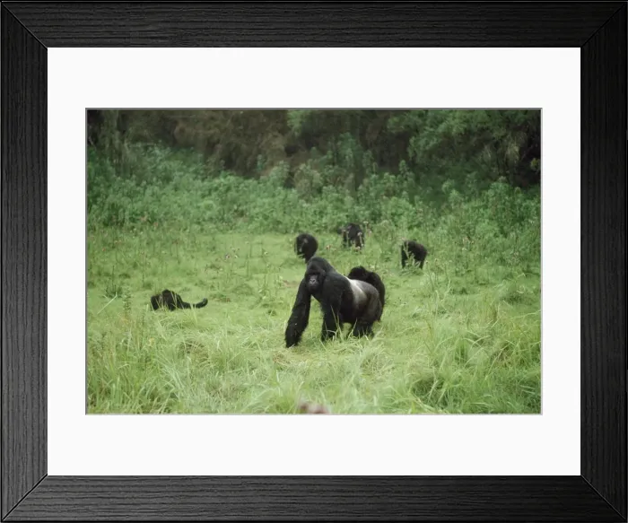 Framed Print : Ape: Mountain Gorilla - Silverback male and family group, Virunga Volcanoes, Rwanda, Africa Framed Print : Ape: Mountain Gorilla - Silverback male and family group, Virunga Volcanoes, Rwanda, Africa