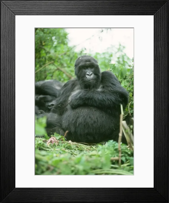 Framed Print : Ape: Mountain Gorilla - Blackback male, Virunga Volcanoes, Rwanda, Africa