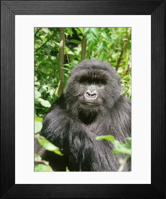 Framed Print : Ape: Mountain Gorilla - female, Virunga Volcanoes, Rwanda, Africa Framed Print : Ape: Mountain Gorilla - female, Virunga Volcanoes, Rwanda, Africa