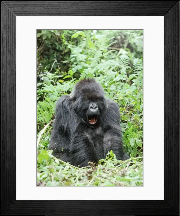 Framed Print : Ape: Mountain Gorilla - female yawning, Virunga Volcanoes, Rwanda, Africa Framed Print : Ape: Mountain Gorilla - female yawning, Virunga Volcanoes, Rwanda, Africa