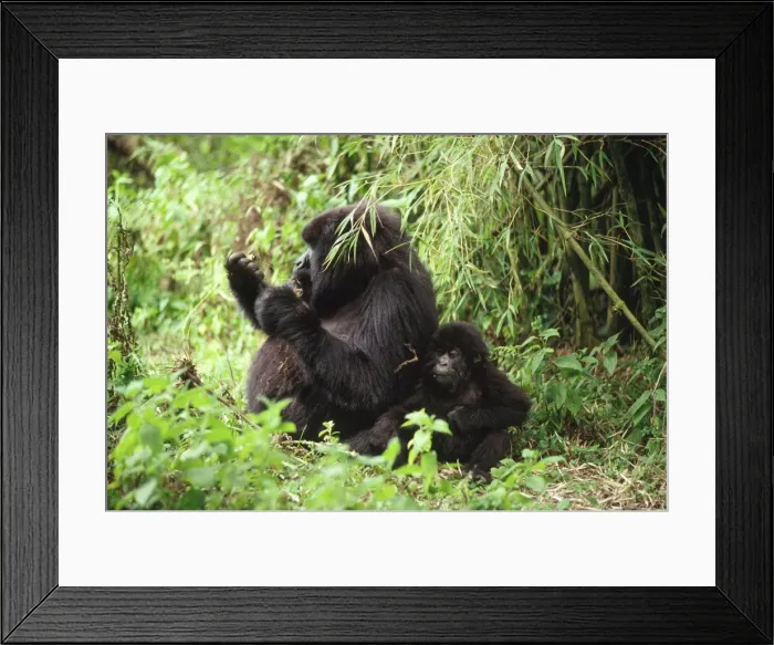 Framed Print : Ape: Mountain Gorillas - female with infant feeding, Virunga Volcanoes, Rwanda, Africa Framed Print : Ape: Mountain Gorillas - female with infant feeding, Virunga Volcanoes, Rwanda, Africa