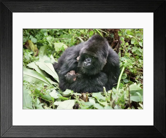 Framed Print : Ape: Mountain Gorillas - mother Amareba with newborn infant - Virunga Volcanoes, Rwanda, Africa Framed Print : Ape: Mountain Gorillas - mother Amareba with newborn infant - Virunga Volcanoes, Rwanda, Africa