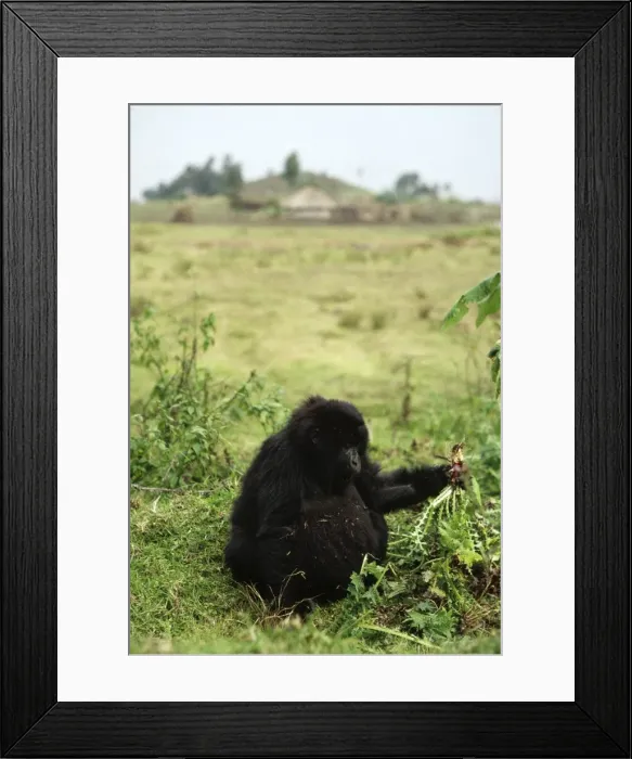 Framed Print : Ape: Mountain Gorilla - juvenile feeding on thistle outside the park, Virunga Volcanoes, Rwanda, Africa Framed Print : Ape: Mountain Gorilla - juvenile feeding on thistle outside the park, Virunga Volcanoes, Rwanda, Africa