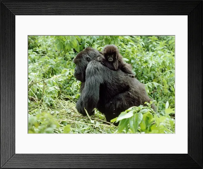 Framed Print : Ape: Mountain Gorillas - female with infant on back, Virunga Volcanoes, Rwanda, Africa Framed Print : Ape: Mountain Gorillas - female with infant on back, Virunga Volcanoes, Rwanda, Africa