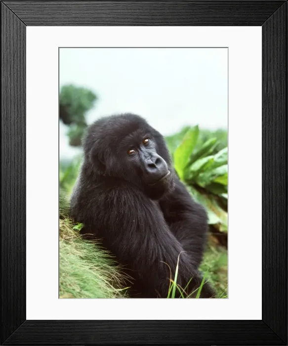 Framed Print : Ape: Mountain Gorilla - Blackmale in sub-alpine zone, Virunga Volcanoes, Rwanda, Africa Framed Print : Ape: Mountain Gorilla - Blackmale in sub-alpine zone, Virunga Volcanoes, Rwanda, Africa
