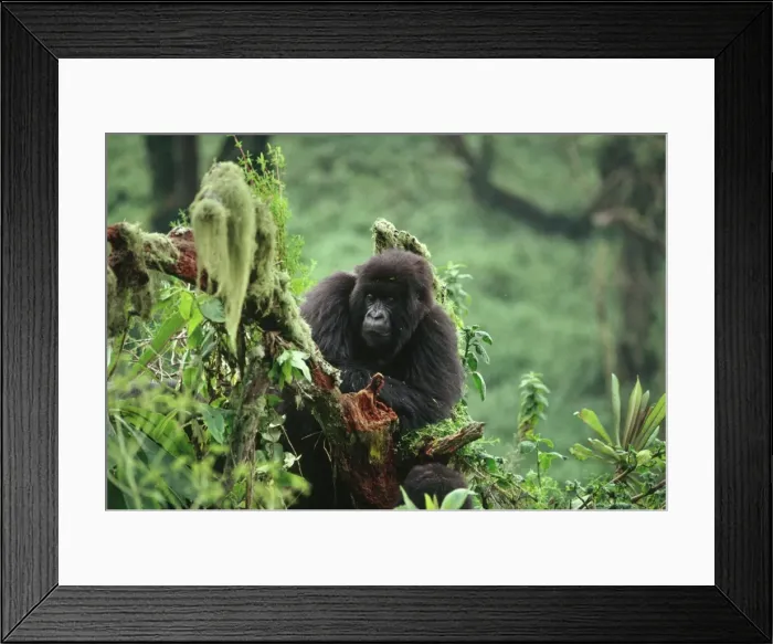 Framed Print : Ape: Mountain Gorilla - juvenile - Virunga Volcanoes, Rwanda, Africa Framed Print : Ape: Mountain Gorilla - juvenile - Virunga Volcanoes, Rwanda, Africa