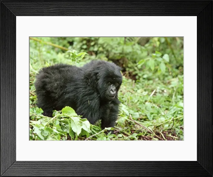 Framed Print : Ape: Mountain Gorilla - juvenile - Virunga Volcanoes, Rwanda, Africa Framed Print : Ape: Mountain Gorilla - juvenile - Virunga Volcanoes, Rwanda, Africa