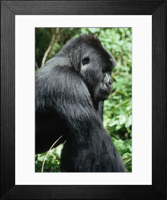 Framed Print : Ape: Mountain Gorilla - young Silverback male, Virunga Volcanoes, Rwanda, Africa Framed Print : Ape: Mountain Gorilla - young Silverback male, Virunga Volcanoes, Rwanda, Africa