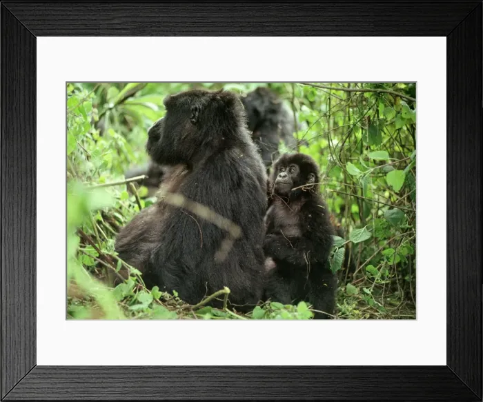 Framed Print : Ape: Mountain Gorillas - female with infant, Virunga Volcanoes, Rwanda, Africa Framed Print : Ape: Mountain Gorillas - female with infant, Virunga Volcanoes, Rwanda, Africa