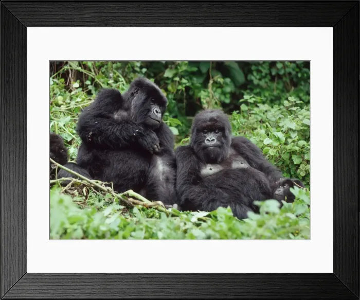 Framed Print : Ape: Mountain Gorillas - two females resting, Virunga Volcanoes, Rwanda, Africa Framed Print : Ape: Mountain Gorillas - two females resting, Virunga Volcanoes, Rwanda, Africa