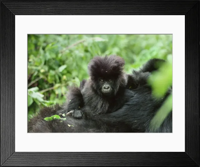 Framed Print : Ape: Mountain Gorilla - infant on mother back, Virunga Volcanoes, Rwanda, Africa Framed Print : Ape: Mountain Gorilla - infant on mother back, Virunga Volcanoes, Rwanda, Africa