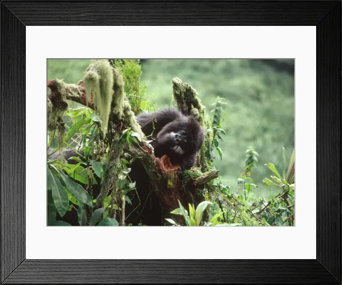 Framed Print : Ape: Mountain Gorilla - juvenile - Virunga Volcanoes, Rwanda, Africa Framed Print : Ape: Mountain Gorilla - juvenile - Virunga Volcanoes, Rwanda, Africa