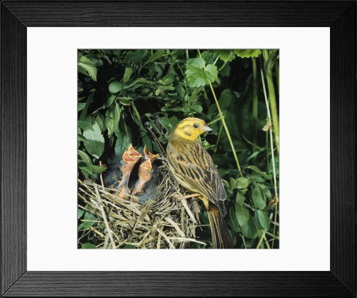 Framed Print : Yellow Hammer - adult at nest with chicks Framed Print : Yellow Hammer - adult at nest with chicks