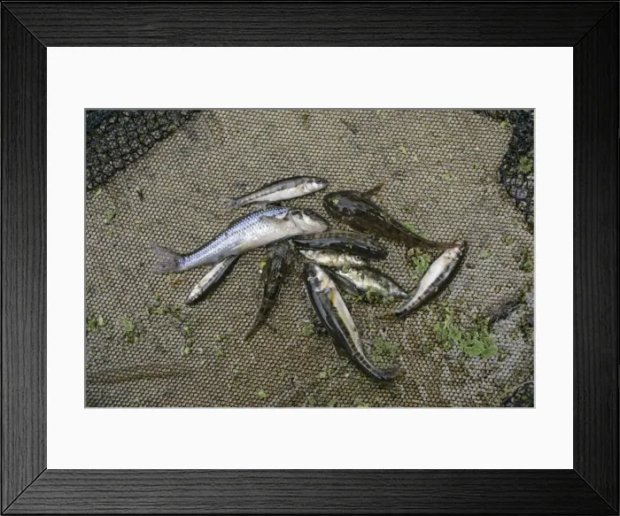 Framed Print : Stream dipping – Catch of Gudgeon, Minnow, Loach, Bullhead, Stickleback, which shows a healthy stream UK Framed Print : Stream dipping – Catch of Gudgeon, Minnow, Loach, Bullhead, Stickleback, which shows a healthy stream UK