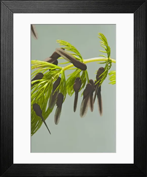 Framed Print : Tadpoles – common toad - 1 week – 1x – green background Bedfordshire UK 003938 Framed Print : Tadpoles – common toad - 1 week – 1x – green background Bedfordshire UK 003938