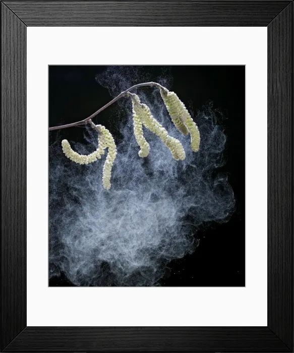 Framed Print : Hazel catkins – shedding pollen Bedfordshire UK 003450 Framed Print : Hazel catkins – shedding pollen Bedfordshire UK 003450